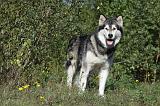 ALASKAN MALAMUTE 343